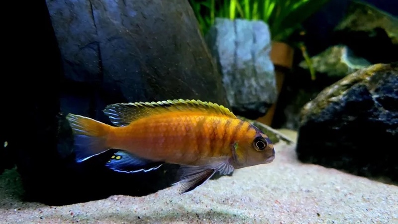 Tropheops sp. 'red fin' Lundo Island